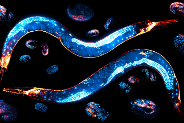 C. elegans: from genome editing to imaging