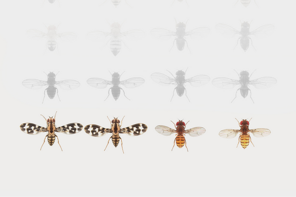Drosophila genetics and genomics