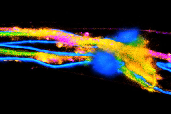 Fluorescence imaging beyond intensity 2023