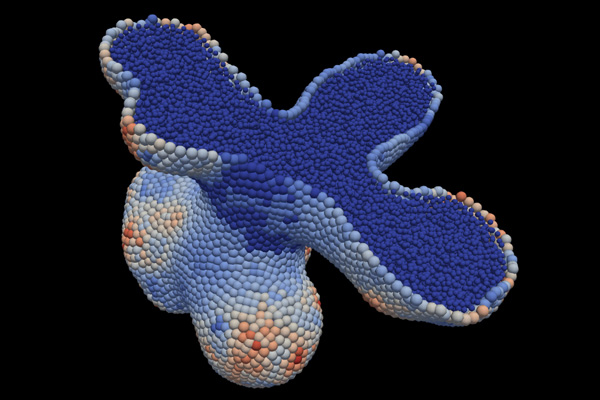Computational modelling of multicellular systems